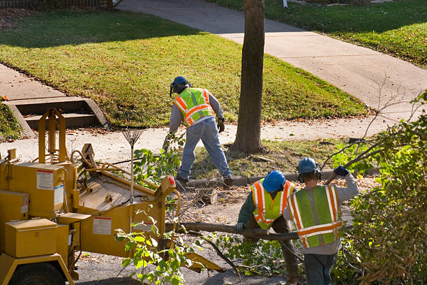 Professional Tree Service in Port Allegany, PA